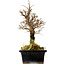 Ulmus parvifolia Nire, 19 cm, ± 10 Jahre alt