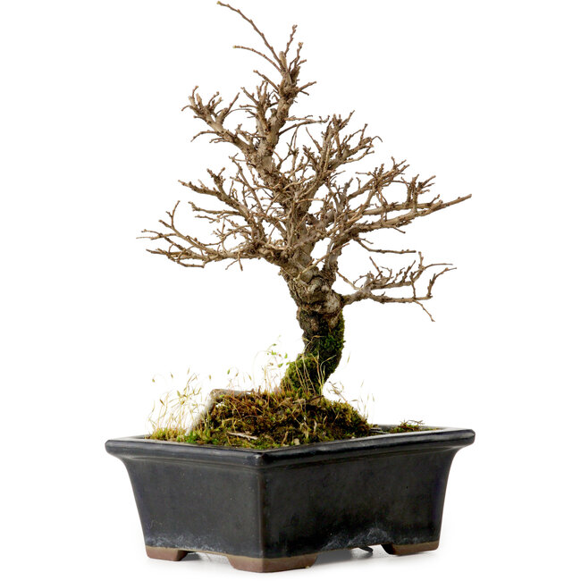 Ulmus parvifolia Nire, 19 cm, ± 10 jaar oud