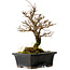 Ulmus parvifolia Nire, 19 cm, ± 10 ans