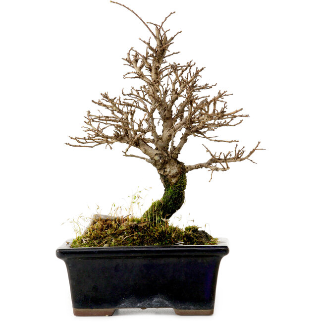 Ulmus parvifolia Nire, 19 cm, ± 10 Jahre alt