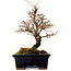 Ulmus parvifolia Nire, 19 cm, ± 10 years old