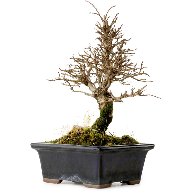 Ulmus parvifolia Nire, 19 cm, ± 10 anni