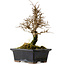 Ulmus parvifolia Nire, 19 cm, ± 10 Jahre alt