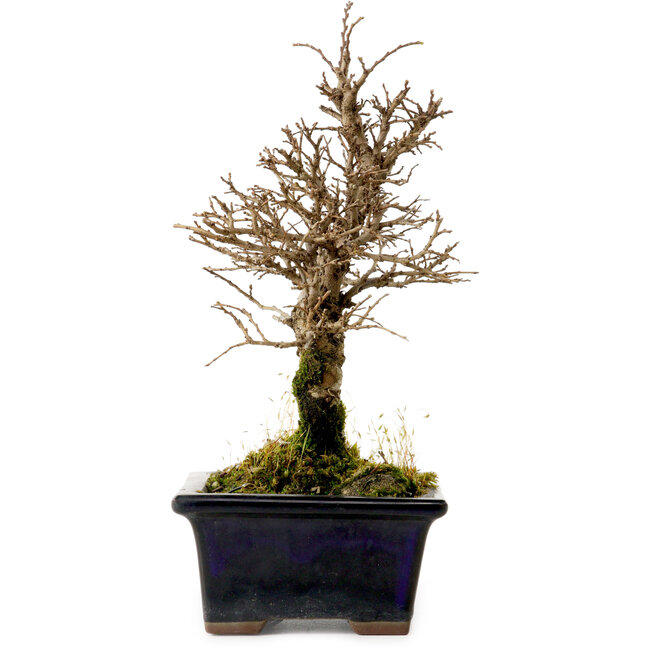 Ulmus parvifolia Nire, 19 cm, ± 10 years old
