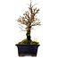 Ulmus parvifolia Nire, 19 cm, ± 10 Jahre alt