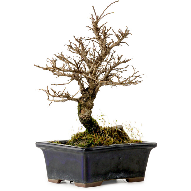 Ulmus parvifolia Nire, 19 cm, ± 10 years old