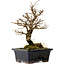 Ulmus parvifolia Nire, 19 cm, ± 10 years old