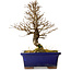Ulmus parvifolia Nire, 18 cm, ± 10 ans