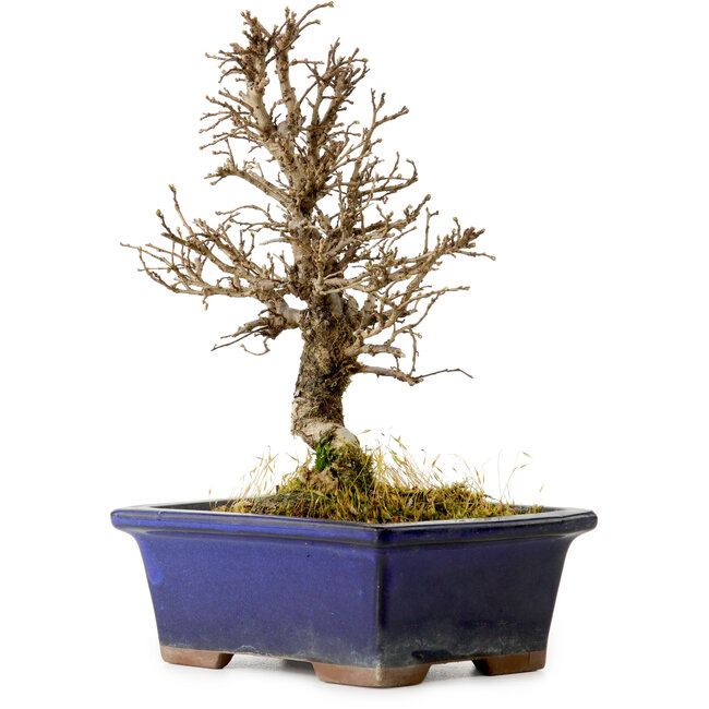 Ulmus parvifolia Nire, 18 cm, ± 10 jaar oud
