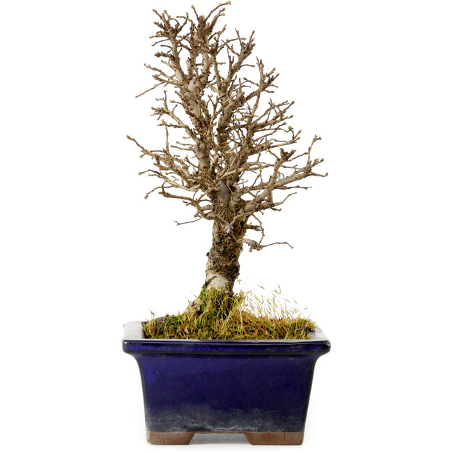 Ulmus parvifolia Nire, 18 cm, ± 10 ans