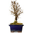 Ulmus parvifolia Nire, 18 cm, ± 10 Jahre alt