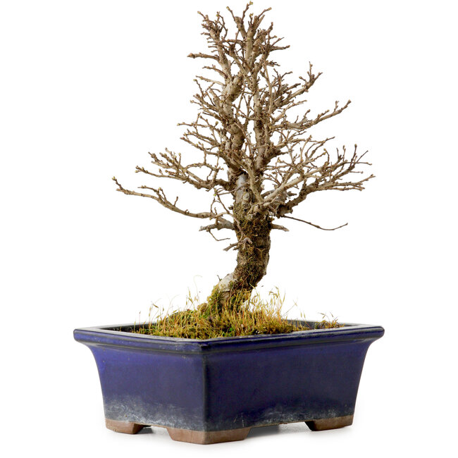 Ulmus parvifolia Nire, 18 cm, ± 10 Jahre alt