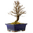 Ulmus parvifolia Nire, 18 cm, ± 10 Jahre alt