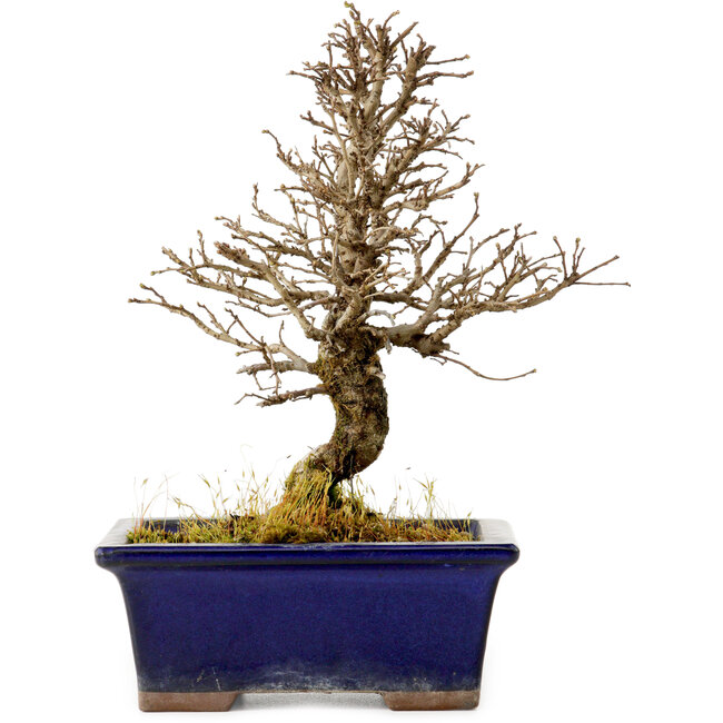 Ulmus parvifolia Nire, 18 cm, ± 10 years old