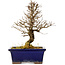 Ulmus parvifolia Nire, 18 cm, ± 10 Jahre alt
