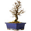 Ulmus parvifolia Nire, 18 cm, ± 10 years old