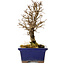 Ulmus parvifolia Nire, 18 cm, ± 10 years old