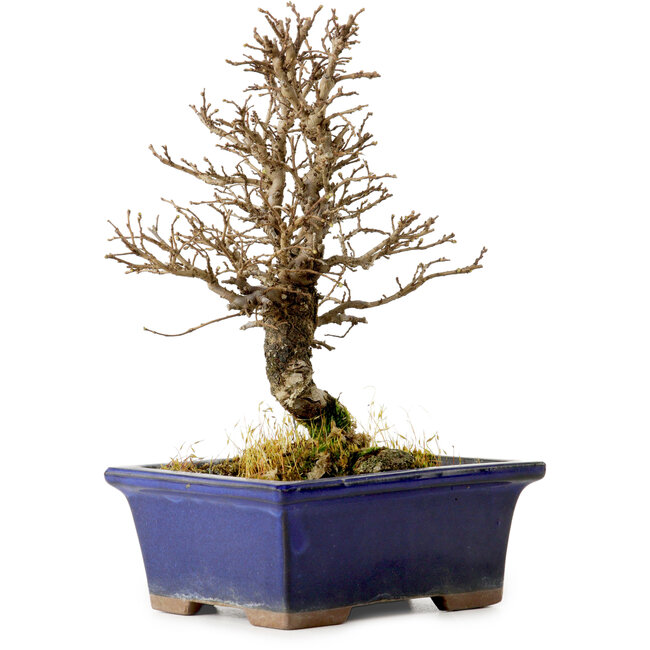 Ulmus parvifolia Nire, 18 cm, ± 10 anni