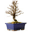 Ulmus parvifolia Nire, 18 cm, ± 10 Jahre alt