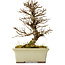 Ulmus parvifolia Nire, 17 cm, ± 10 years old