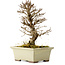 Ulmus parvifolia Nire, 17 cm, ± 10 years old