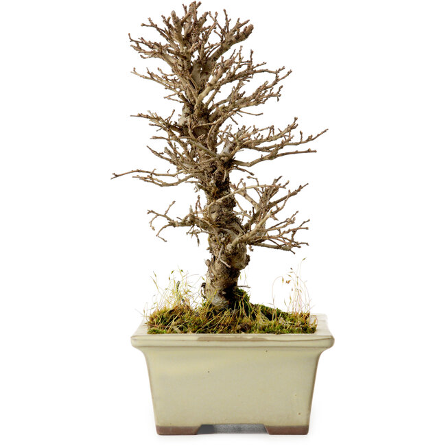 Ulmus parvifolia Nire, 17 cm, ± 10 años