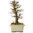 Ulmus parvifolia Nire, 17 cm, ± 10 ans