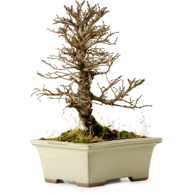 Ulmus parvifolia Nire, 17 cm, ± 10 anni