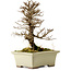 Ulmus parvifolia Nire, 17 cm, ± 10 Jahre alt