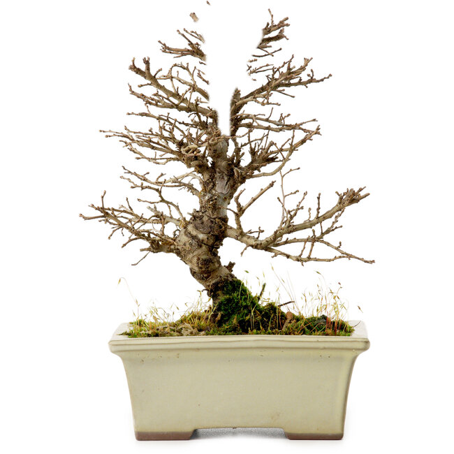 Ulmus parvifolia Nire, 17 cm, ± 10 years old