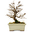 Ulmus parvifolia Nire, 17 cm, ± 10 Jahre alt