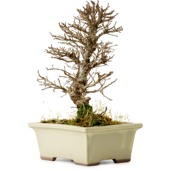 Ulmus parvifolia Nire, 17 cm, ± 10 anni