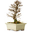 Ulmus parvifolia Nire, 17 cm, ± 10 Jahre alt