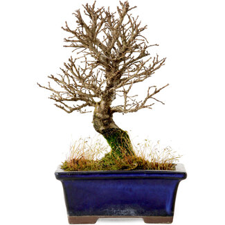 Ulmus parvifolia Nire, 17,5 cm, ± 10 Jahre alt