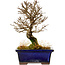 Ulmus parvifolia Nire, 17,5 cm, ± 10 years old
