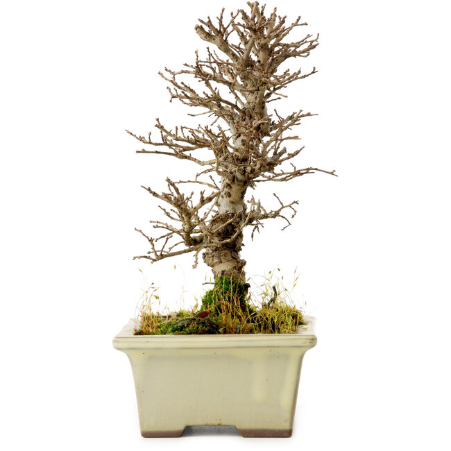 Ulmus parvifolia Nire, 17 cm, ± 10 years old