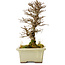 Ulmus parvifolia Nire, 17 cm, ± 10 Jahre alt