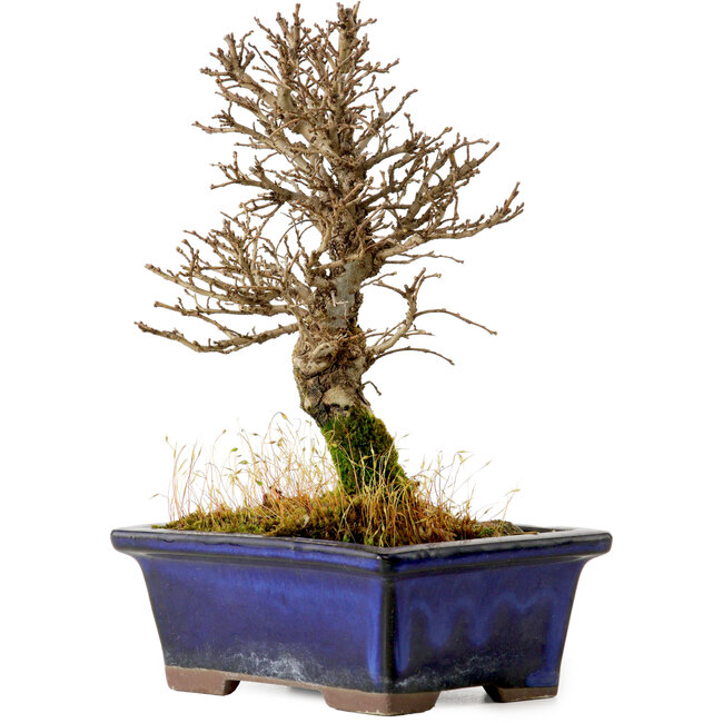 Ulmus parvifolia Nire, 17,5 cm, ± 10 anni