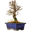 Ulmus parvifolia Nire, 17,5 cm, ± 10 years old