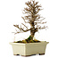 Ulmus parvifolia Nire, 17 cm, ± 10 years old
