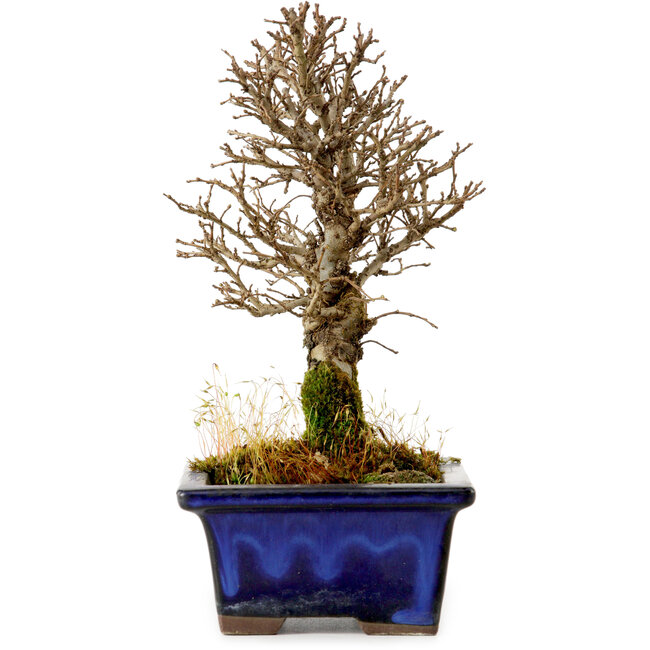 Ulmus parvifolia Nire, 17,5 cm, ± 10 Jahre alt