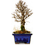 Ulmus parvifolia Nire, 17,5 cm, ± 10 Jahre alt