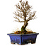 Ulmus parvifolia Nire, 17,5 cm, ± 10 years old