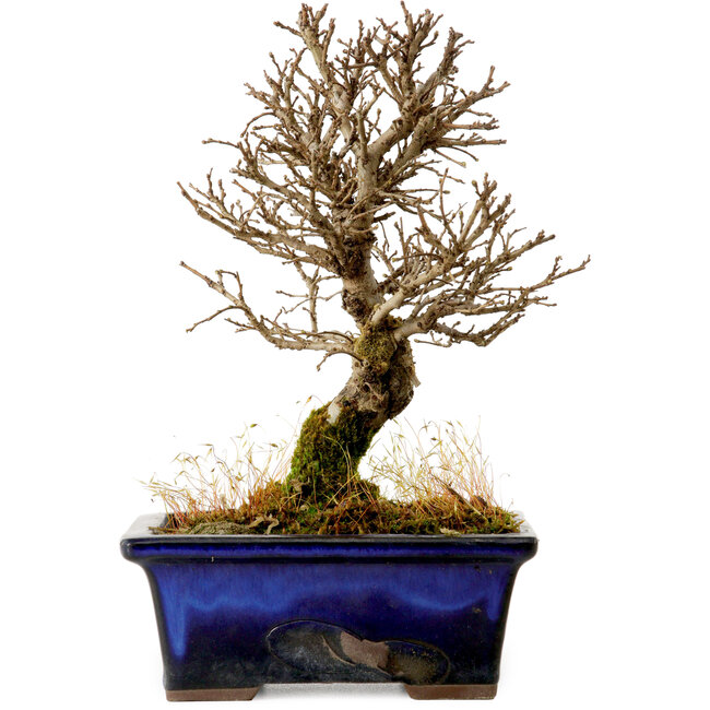 Ulmus parvifolia Nire, 17,5 cm, ± 10 ans