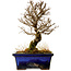 Ulmus parvifolia Nire, 17,5 cm, ± 10 years old
