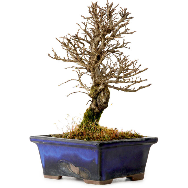 Ulmus parvifolia Nire, 17,5 cm, ± 10 jaar oud