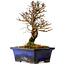 Ulmus parvifolia Nire, 17,5 cm, ± 10 Jahre alt