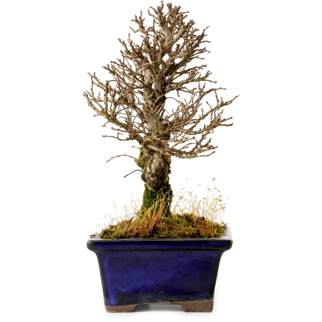 Ulmus parvifolia Nire, 17,5 cm, ± 10 Jahre alt
