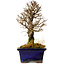 Ulmus parvifolia Nire, 17,5 cm, ± 10 ans