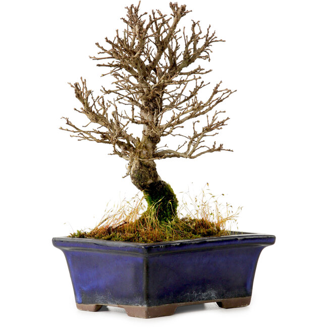 Ulmus parvifolia Nire, 17,5 cm, ± 10 anni